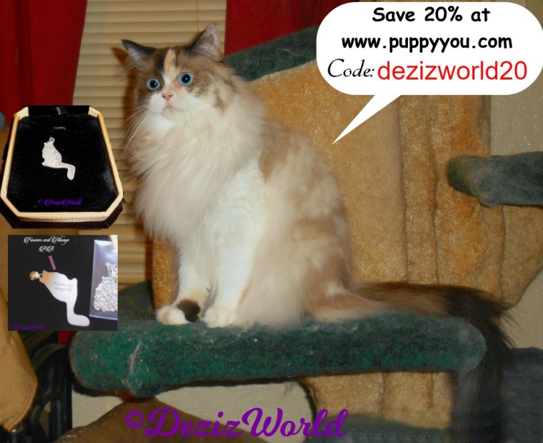 Raena sitting on cat tree with pendant and discount coe for Puppy You