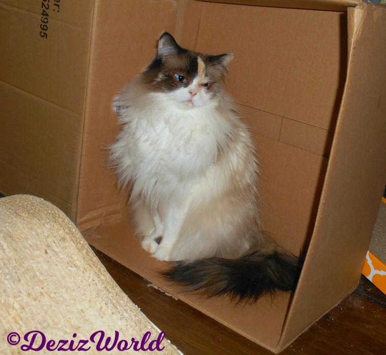 Raena sits pretty in box