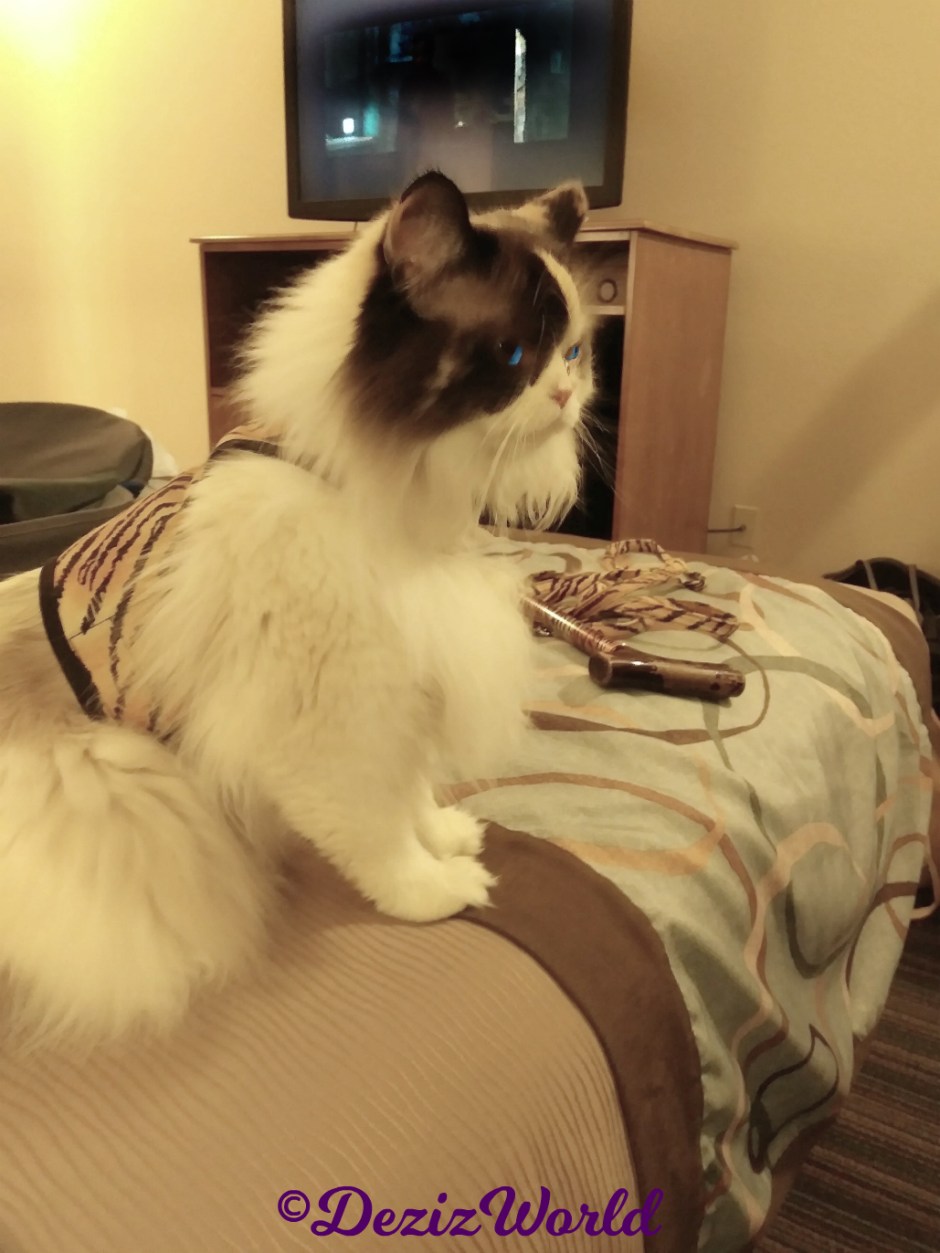 Raena sits pretty profile