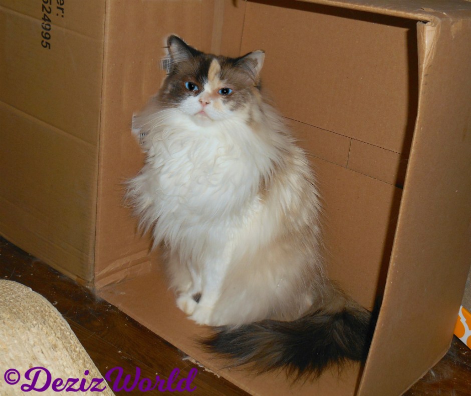 Raena sits pretty in box
