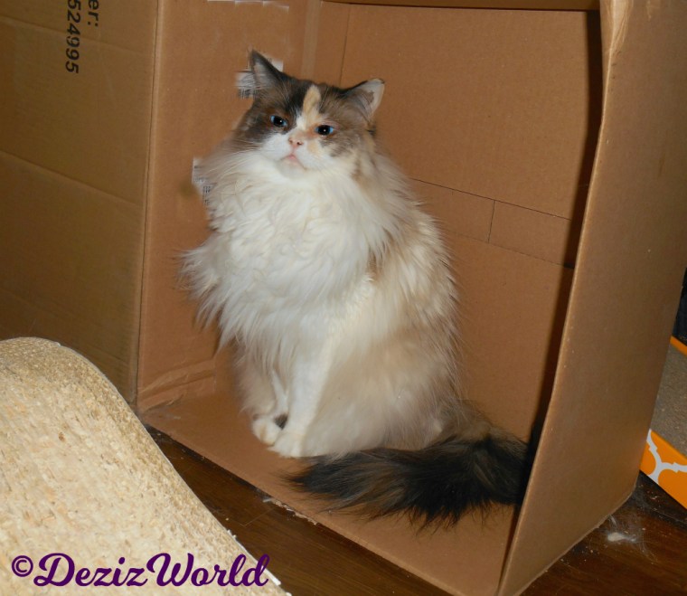 Raena sits pretty in box