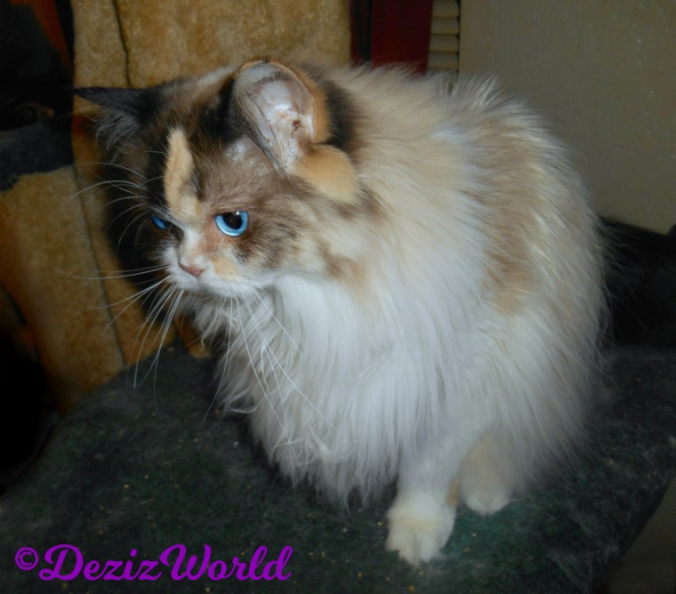 Raena sits pretty on the cat tree - selfie