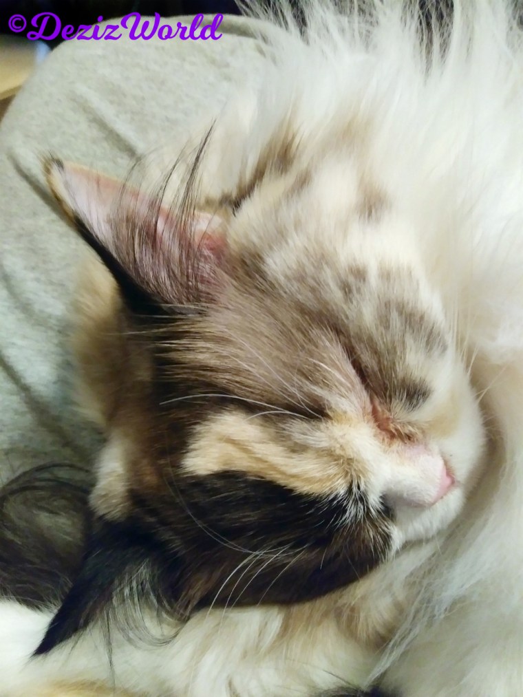 Raena sleeps in mommy A's lap, selfie