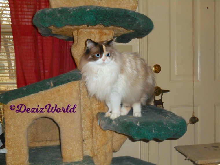 Raena stands on cat tree
