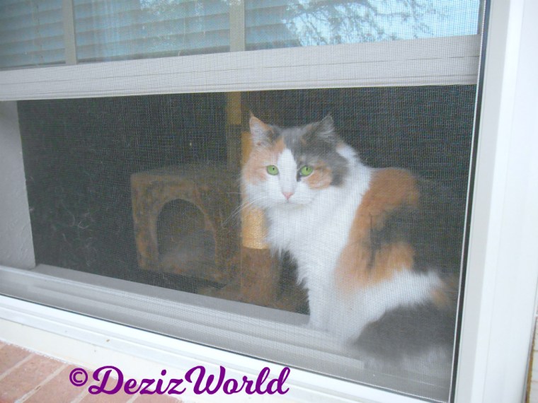 Daisy the neighbor calico sitting in her window