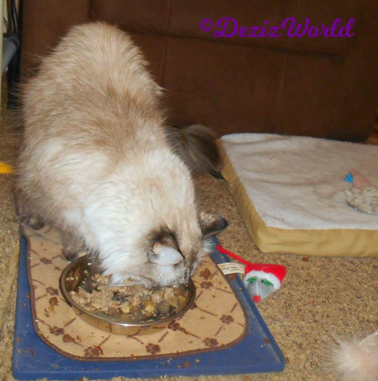 Dezi eating freeze dried raw