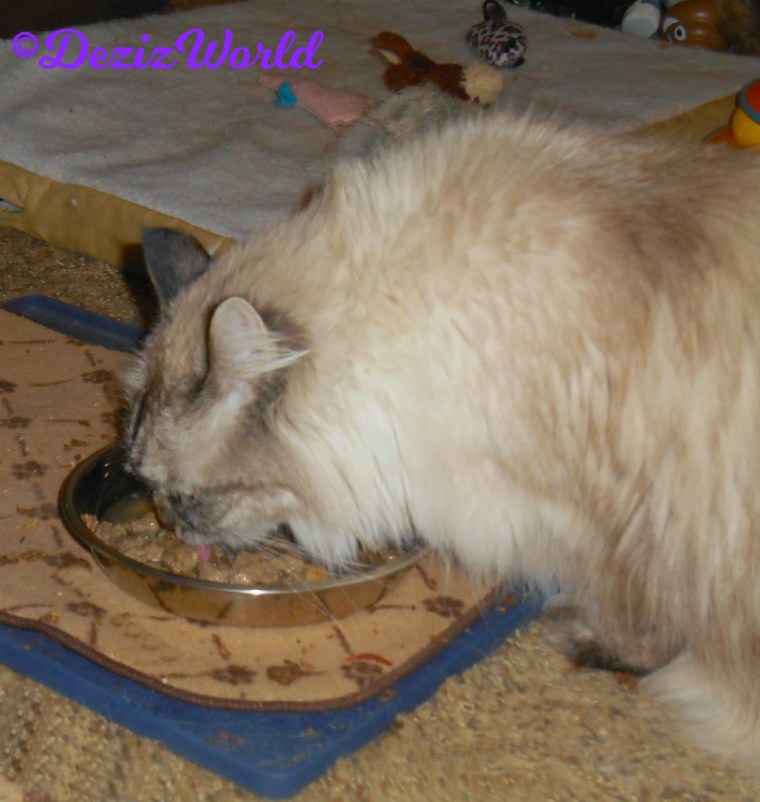 Dezi close up eating freeze dried raw