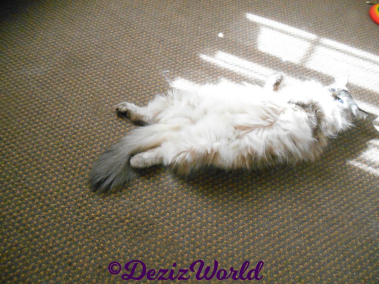 Dezi lays spread eagle in sun puddle