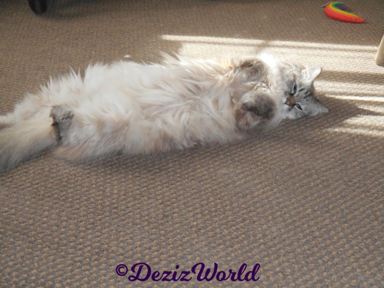 Dezi lays in sun puddle