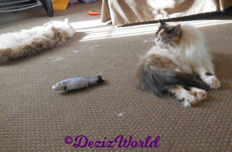 Dezi lays in sun puddle while Raena bathes