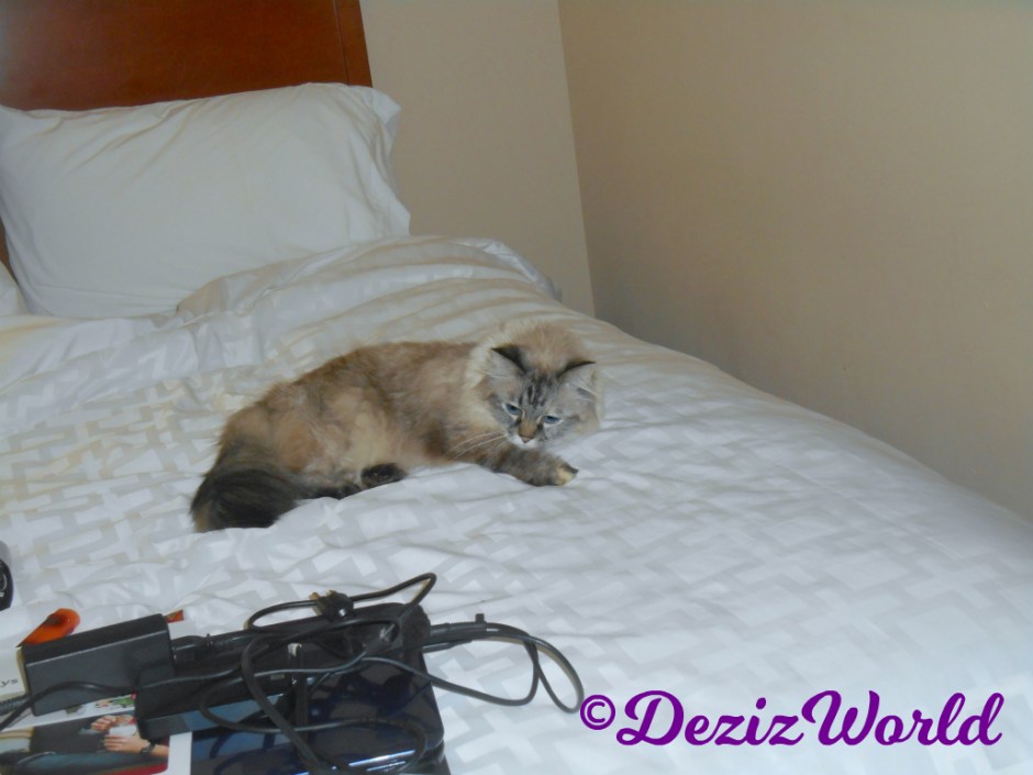 Dezi lays on hotel bed day 1