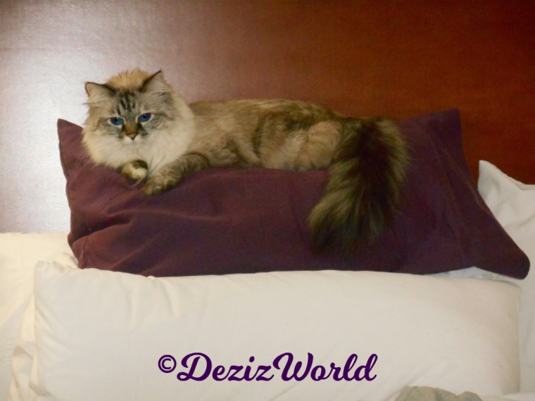 Dezi lays on pillow