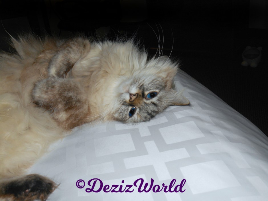 Dezi lays pretty on the bed selfie