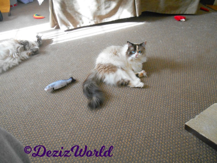 Dezi and Raena lay in sun puddle