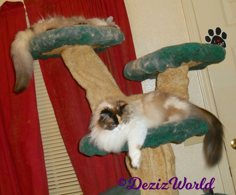 Dezi and Raena laying on the cat tree