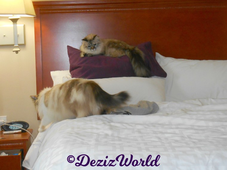 Dezi lays on pillows watching Raena on bed