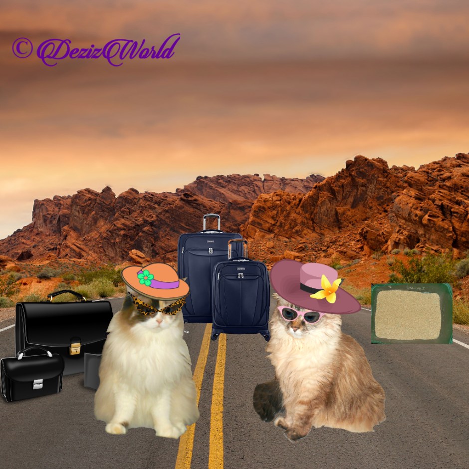 Dezi and Raena packed up and ready to move