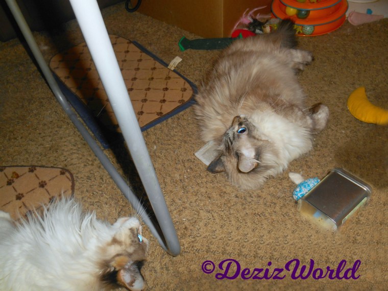 Dezi and Raena play with Made with Love nip toys by Ellen