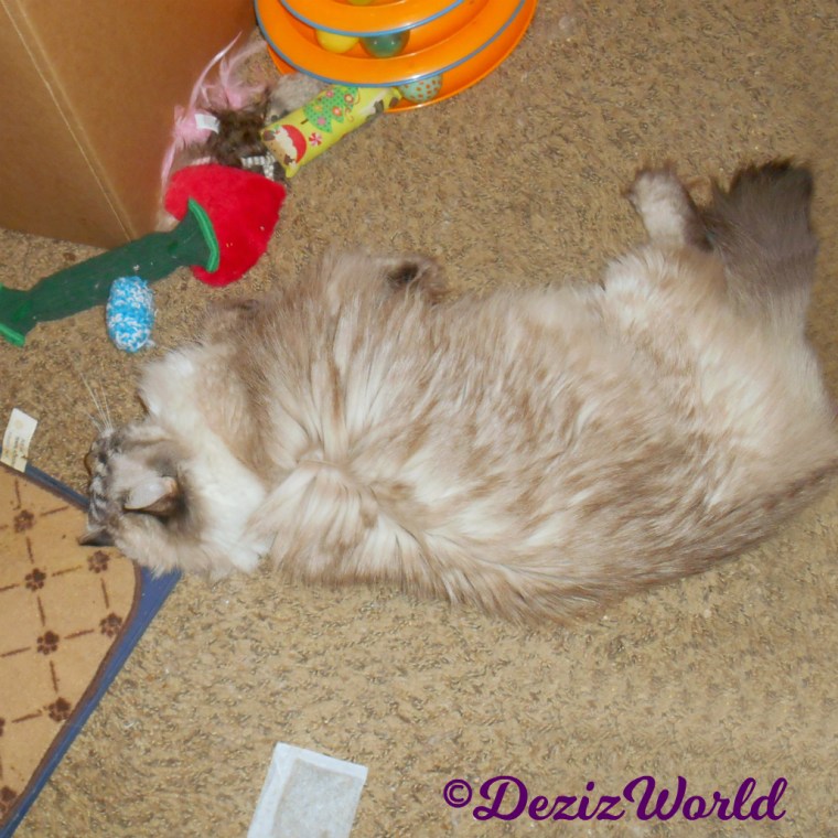 Dezi plays with made with love toy from Ellen