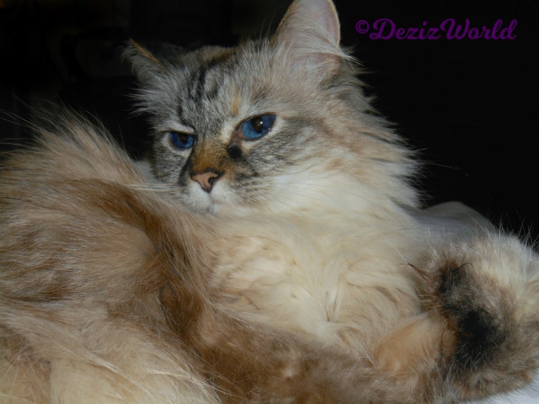 Dezi face close up, selfie