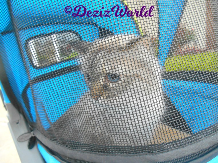 Dezi with a coy pose in the stroller