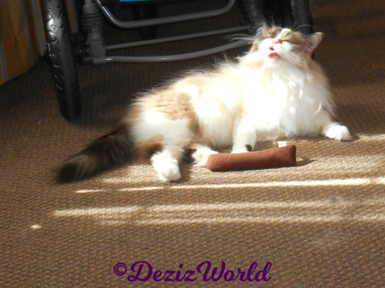 Raena bathes tongue out in sun puddle