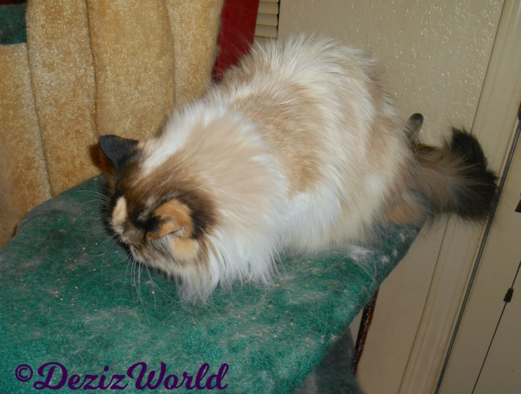 Raena eats a treat on the cat tree