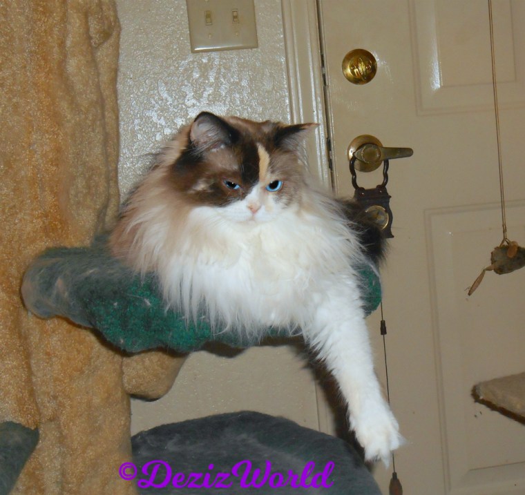 Raena lays pretty on cat tree -selfie