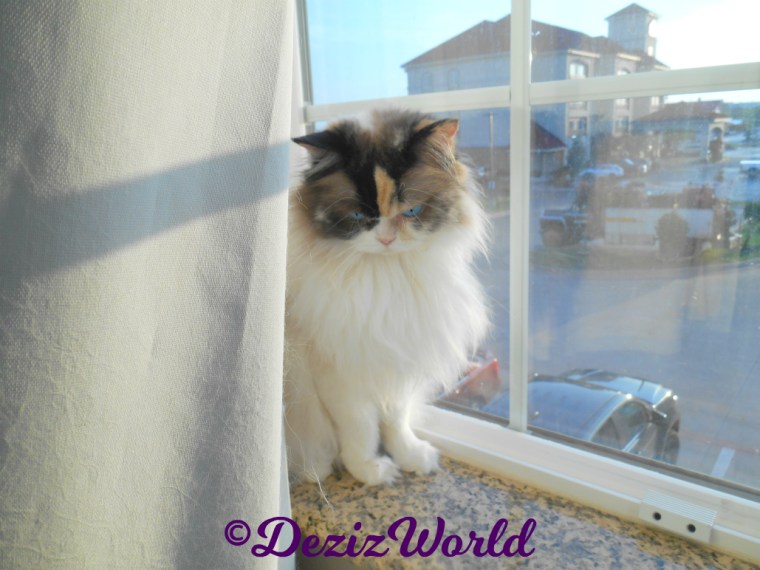 Raena sits pretty in the hotel window