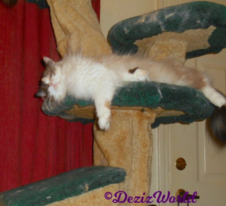 Raena sleeps stretched out on cat tree 