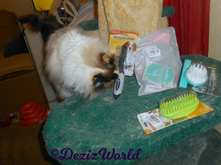 Raena checks out the grooming tool gifts from Susan