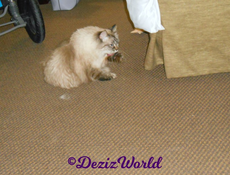 Dezi bathes on hotel bed with tongue out