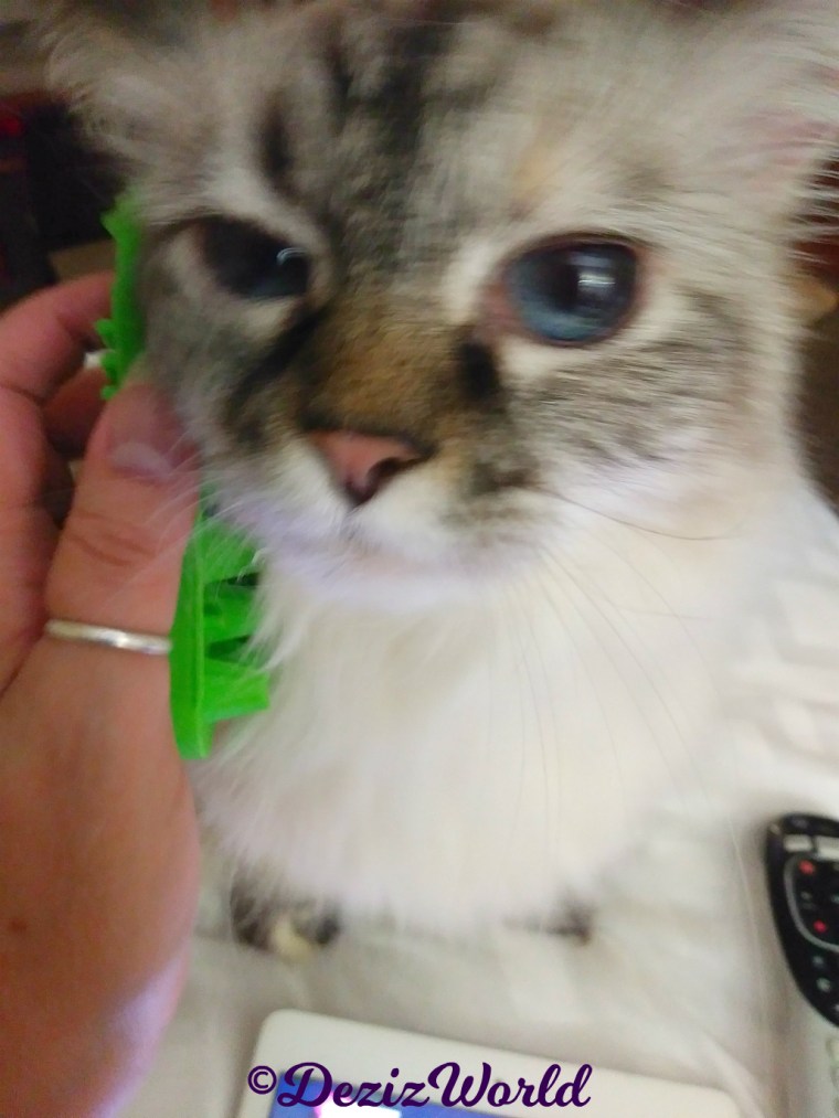 Dezi gets brushed, selfie