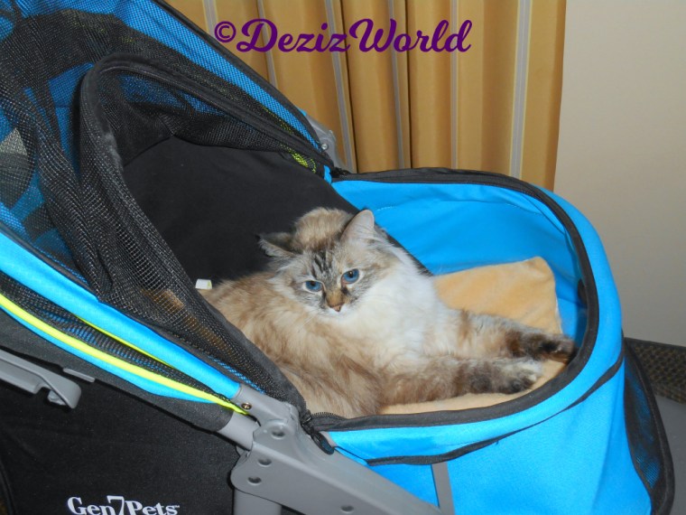 Dezi lays in stroller selfie