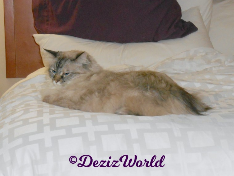 Dezi lays on hotel bed
