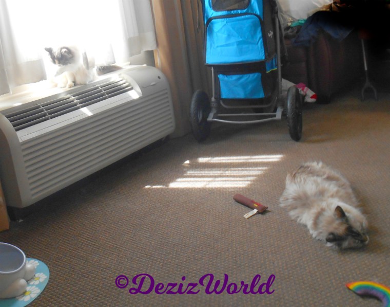 Dezi lays in floor while Raena sits in window