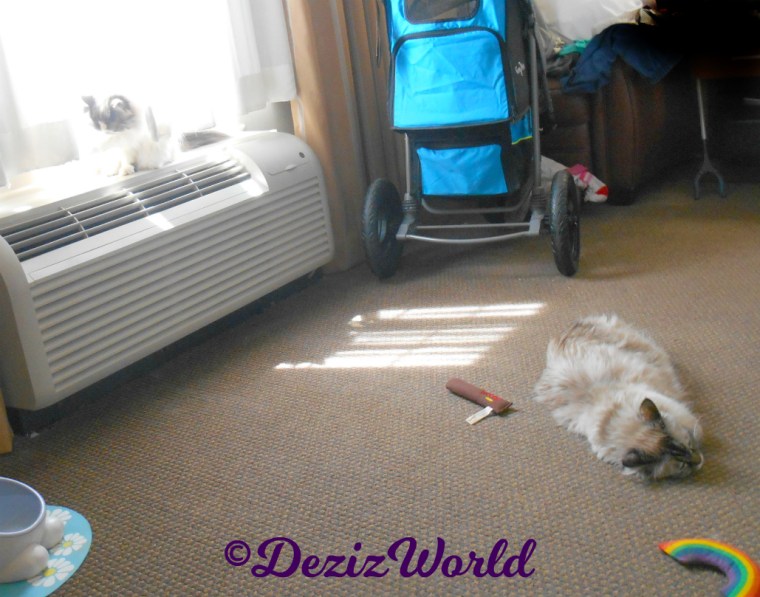 Dezi lays in floor while Raena sits in window