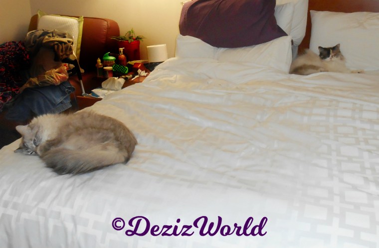 Dezi and Raena sleep in hotel bed