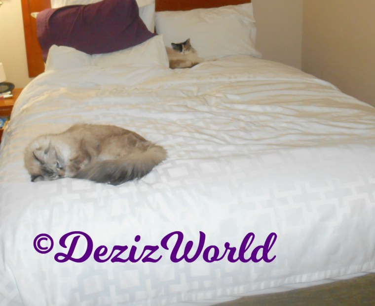 Dezi and Raena sleep on hotel bed
