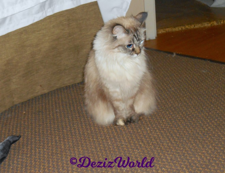 Dezi sits pretty on floor