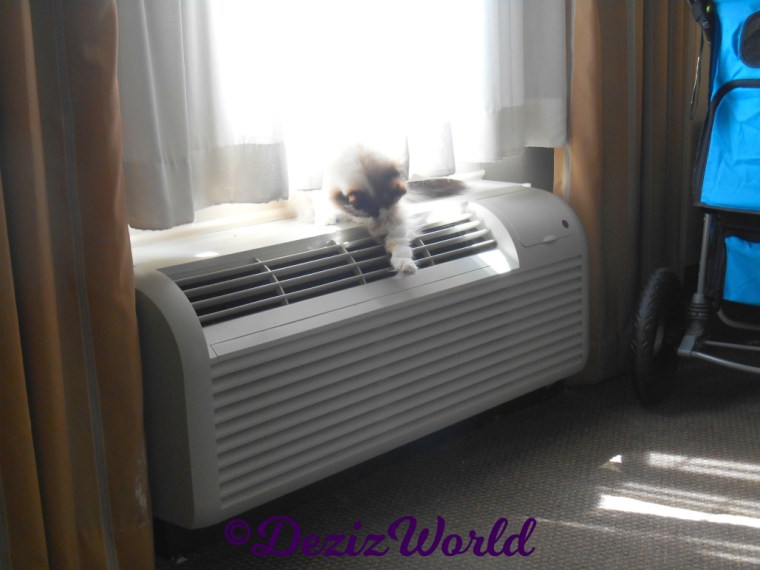 Raena bathes while sitting in hotel window