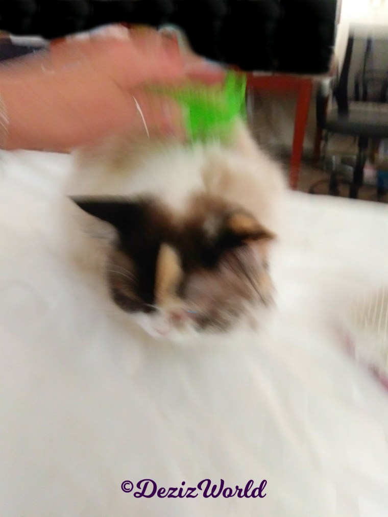 Raena gets brushed with furbliss