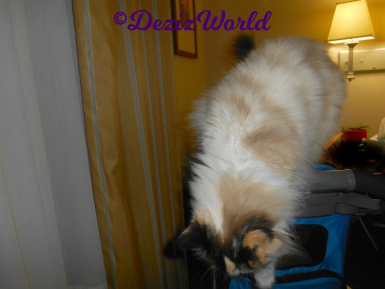 Raena jumps down from stroller