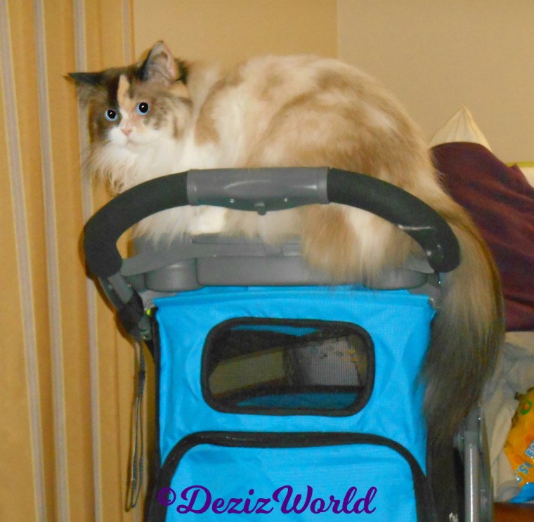 Raena lays on stroller handle selfie