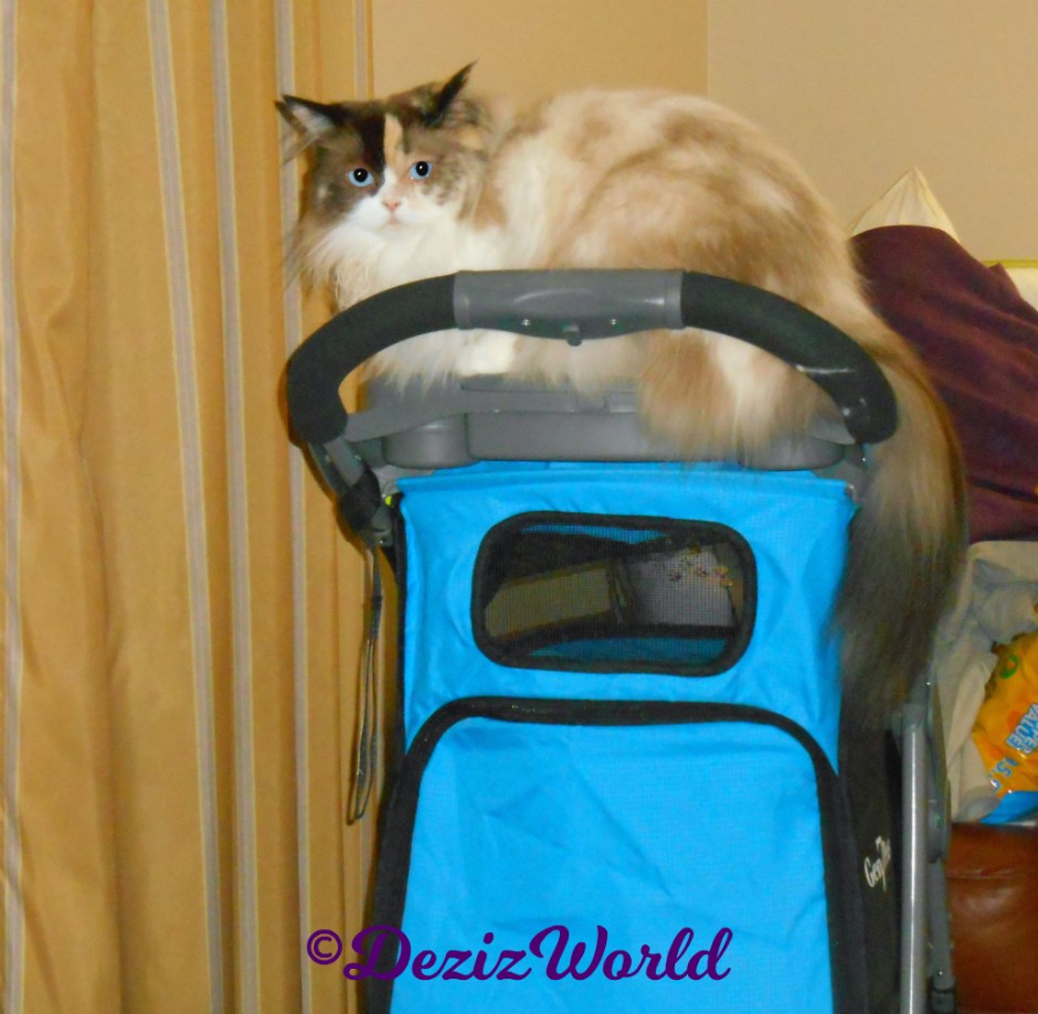 Raena lays on stroller handle