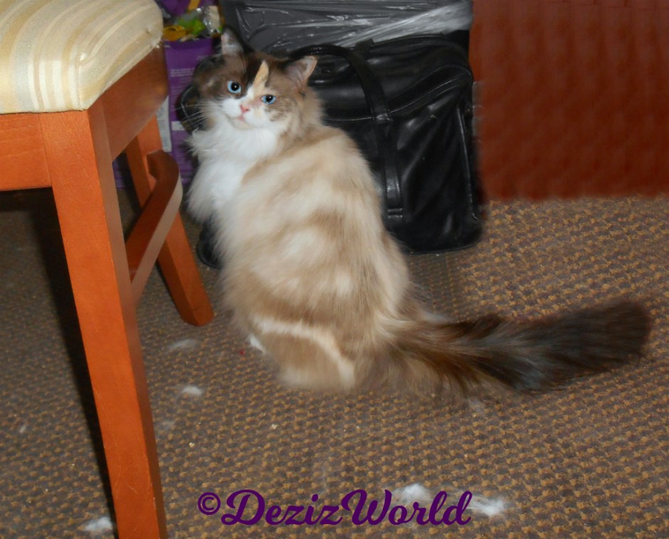 Raena looks over shoulder while sitting pretty