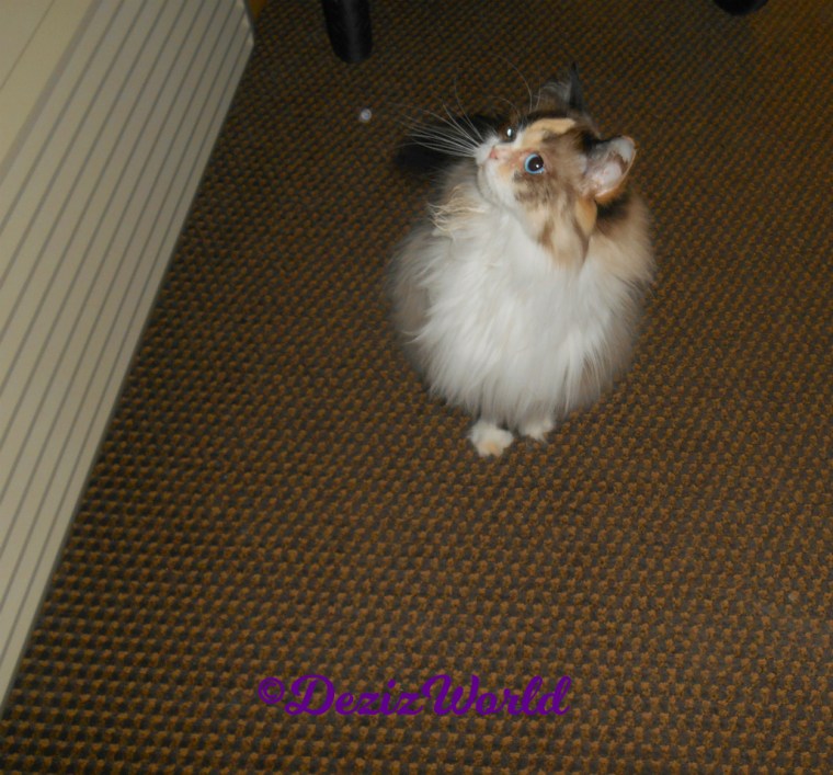 Raena looks up at window from floor 