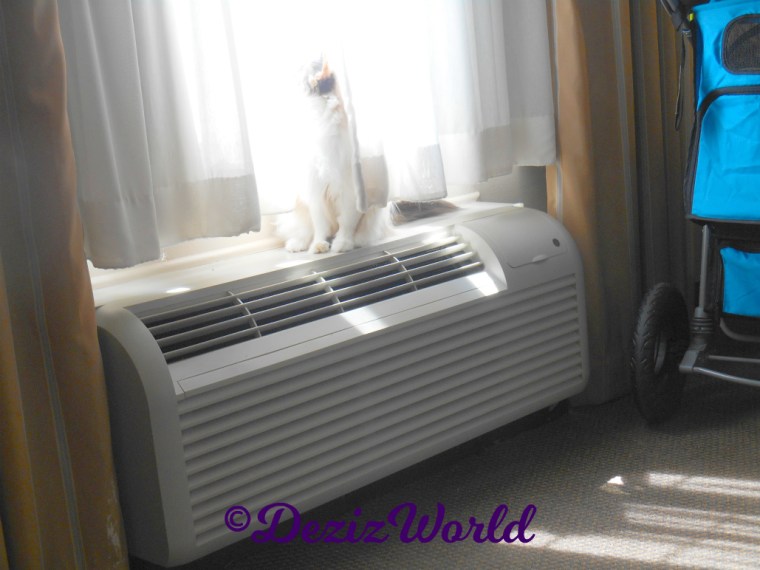 Raena sits in hotel window