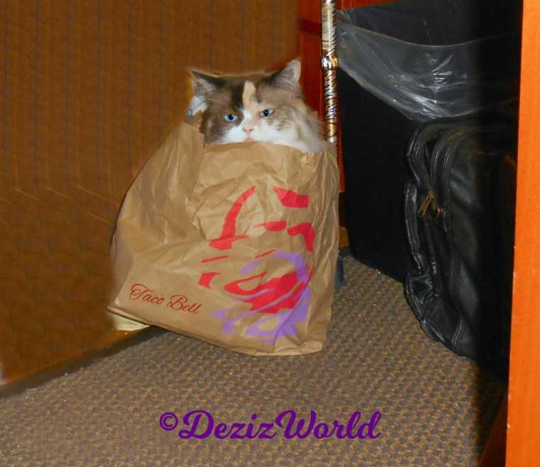 Raena sits in toco bell bag
