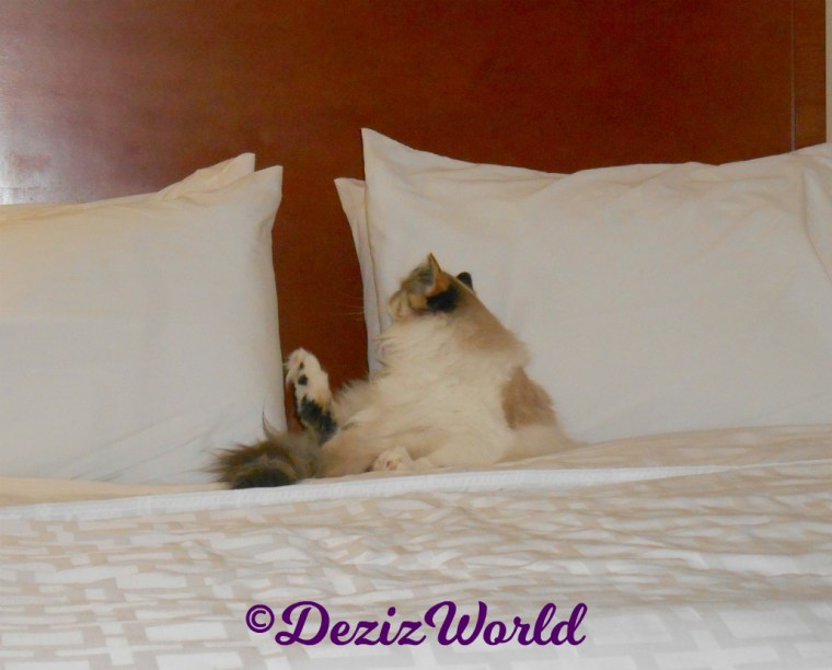 Raena looks up while laying on hotel bed